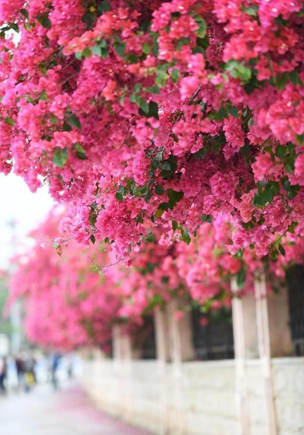 一城春色半城花