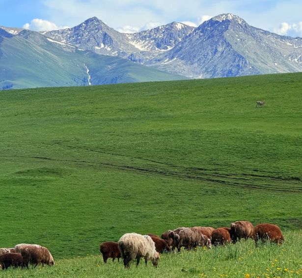 新疆8天7晚跟团游 新疆8天7晚跟团游